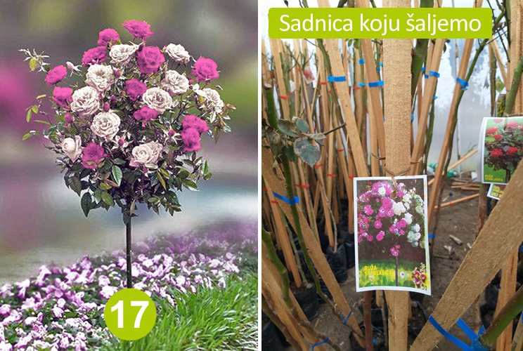 Kuglasta Stablašica Dvobojna Roze Bela - Image 4